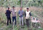 Perhutani Gelar Pemanenan Kayu Putih di BKPH Sonde KPH Ngawi