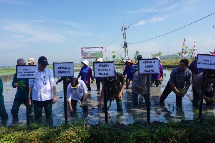 Hadapi Ancaman El Nino, DKPP Ngawi Ajak Petani Percepat Tanam Padi